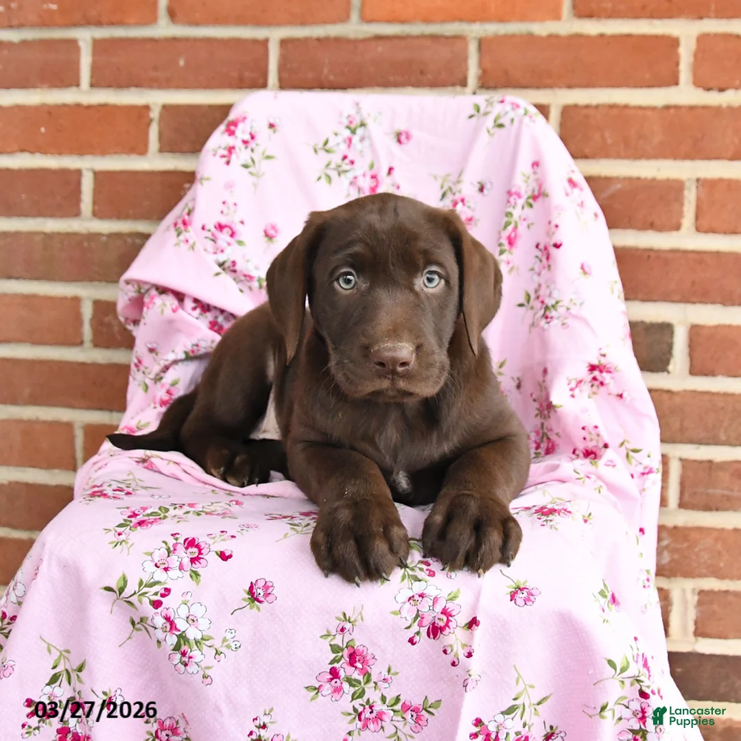 Labrador Retriever dogs for sale: Daffodil  - Ad 2