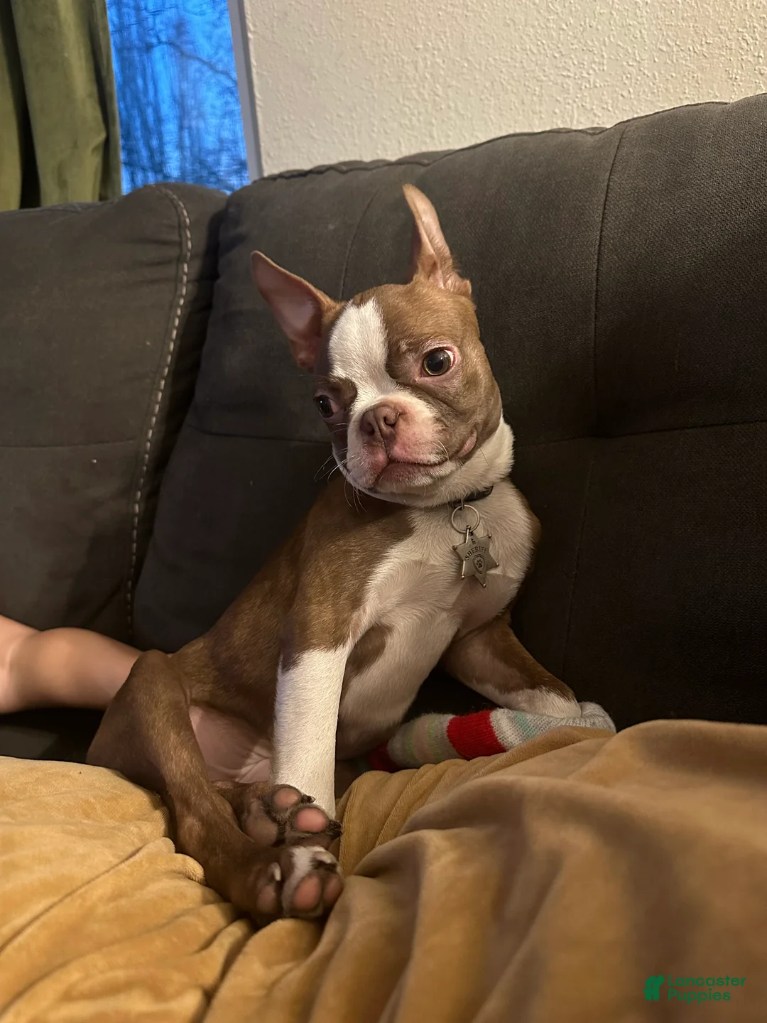 Boston Terrier dogs for stud: Pig the dog - Ad 2