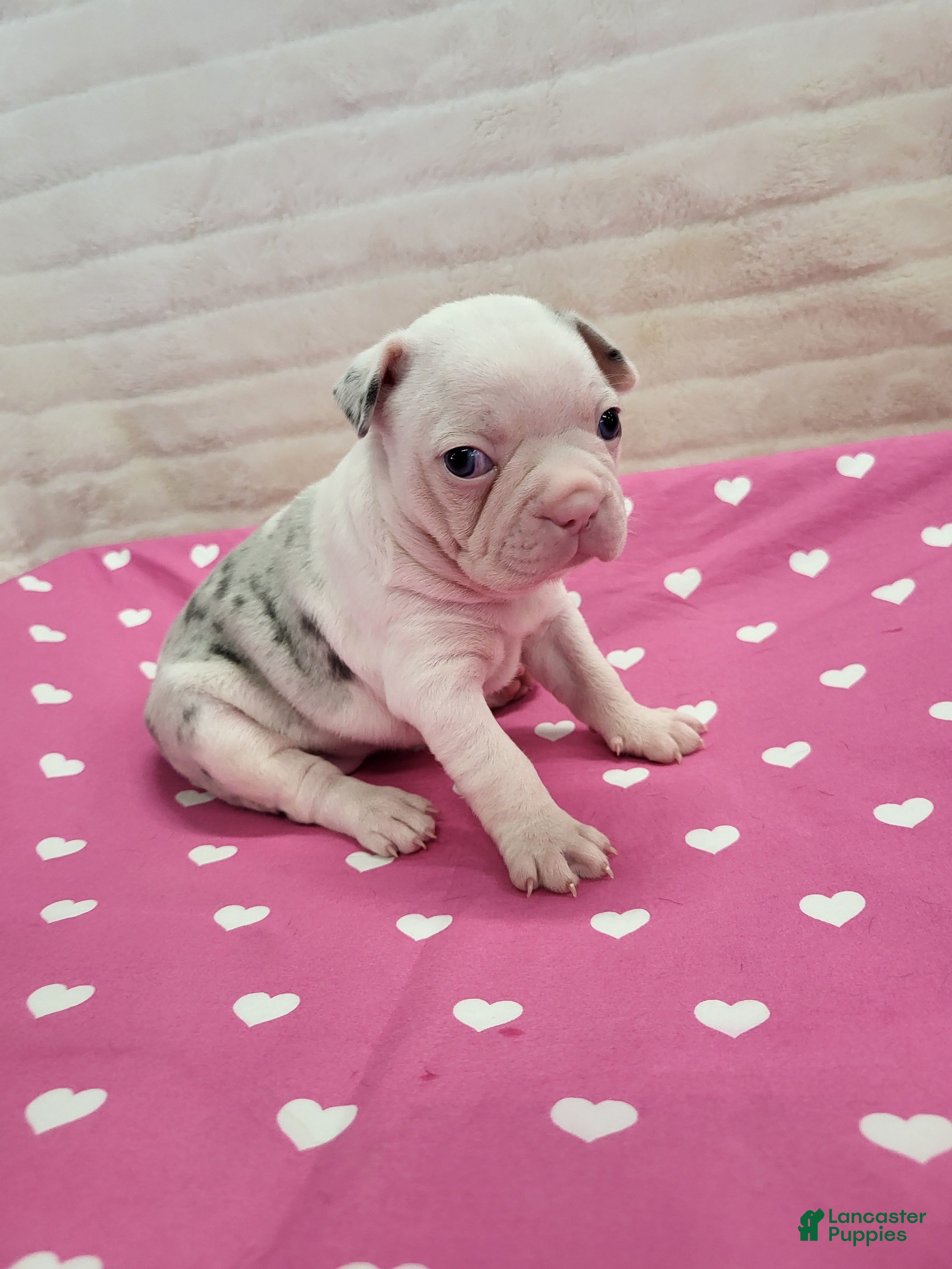 Frenchton dogs Donna - Ad 2