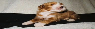 Maverick