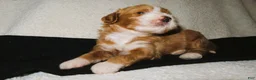 Mini Goldendoodle dogs for sale: Maverick - Ad 1