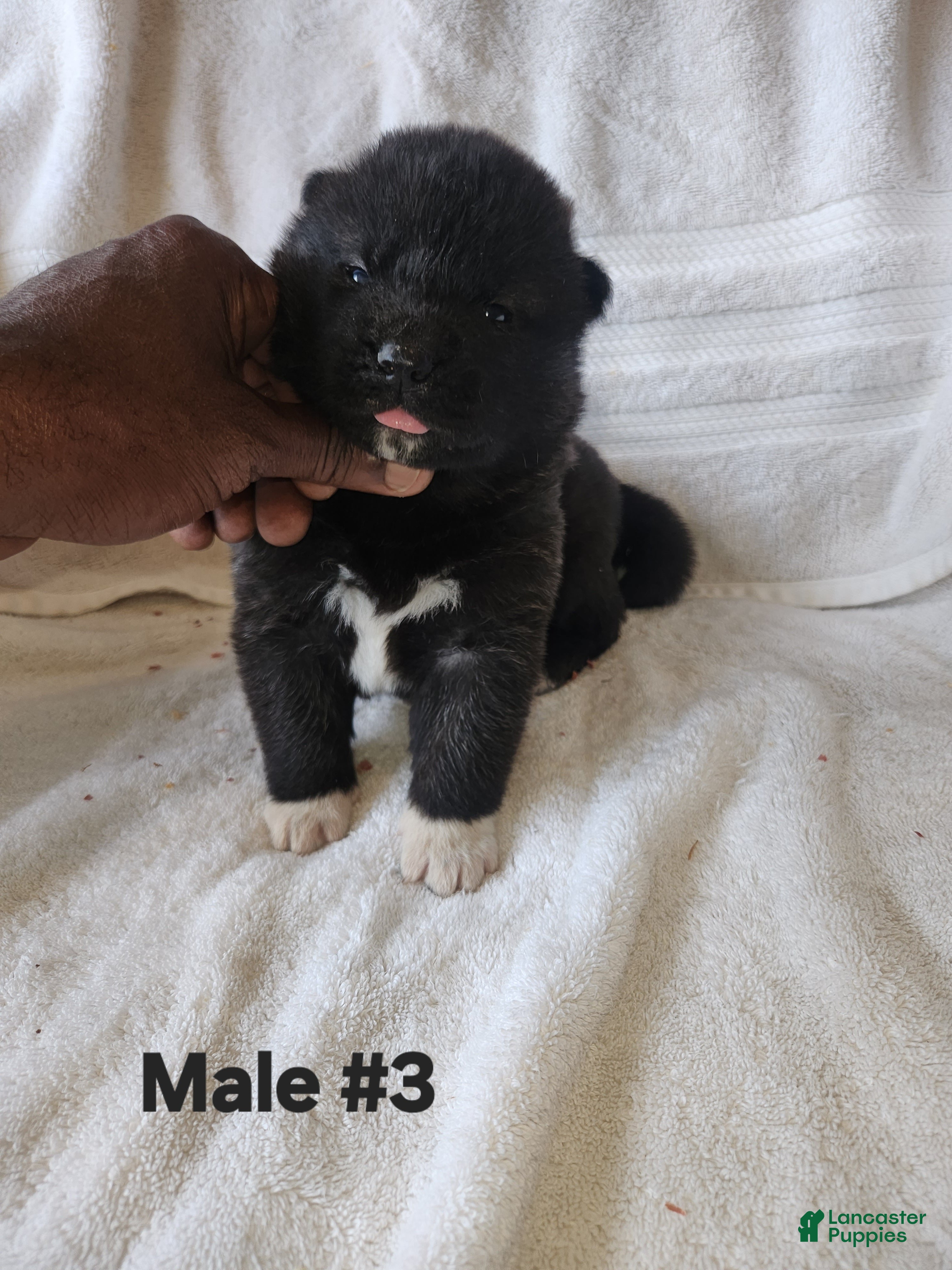 Akita dogs Akita Puppy 5 - Ad 1