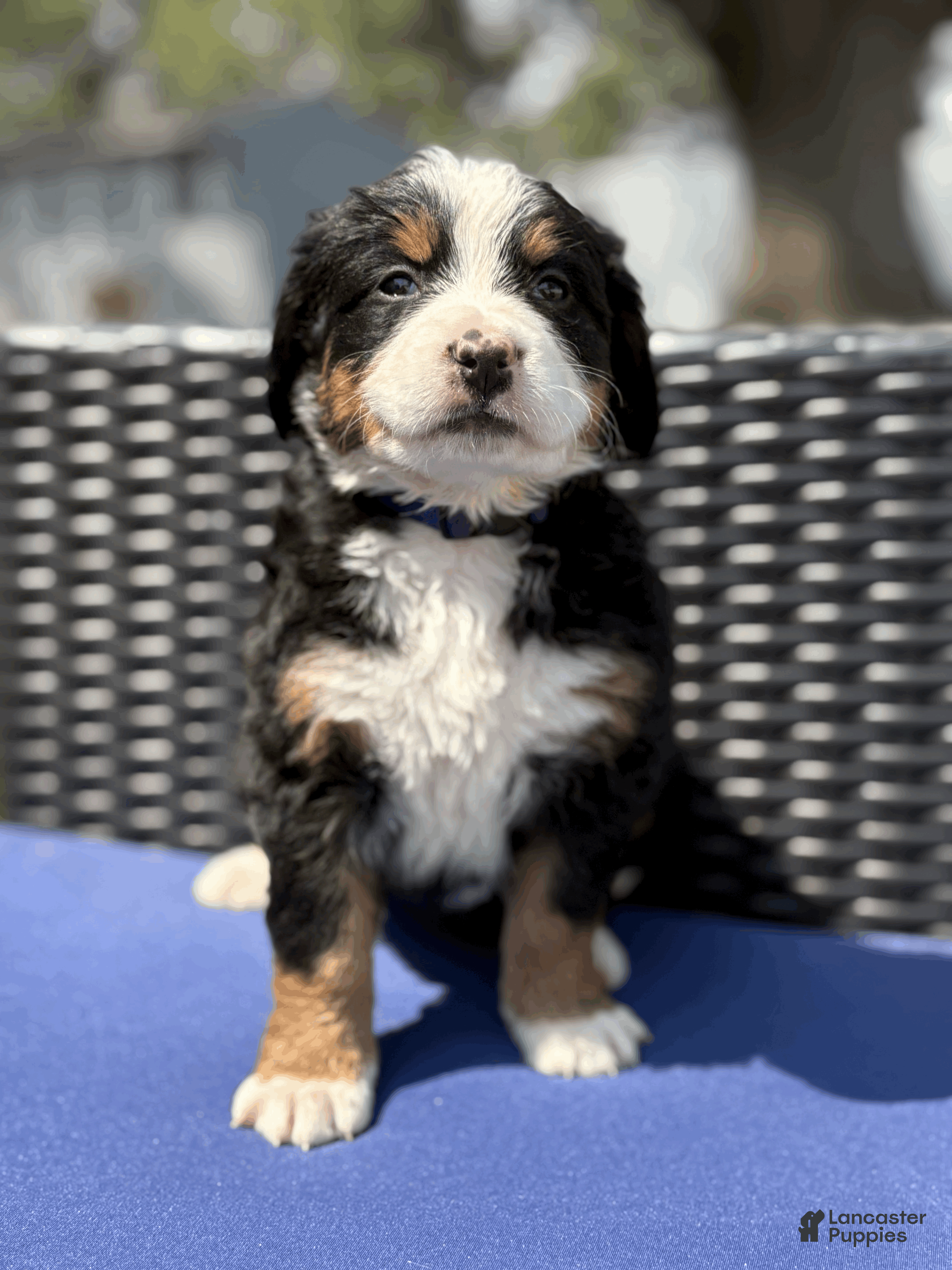 Bernese Mountain Dog dogs Cleander  - Ad 1