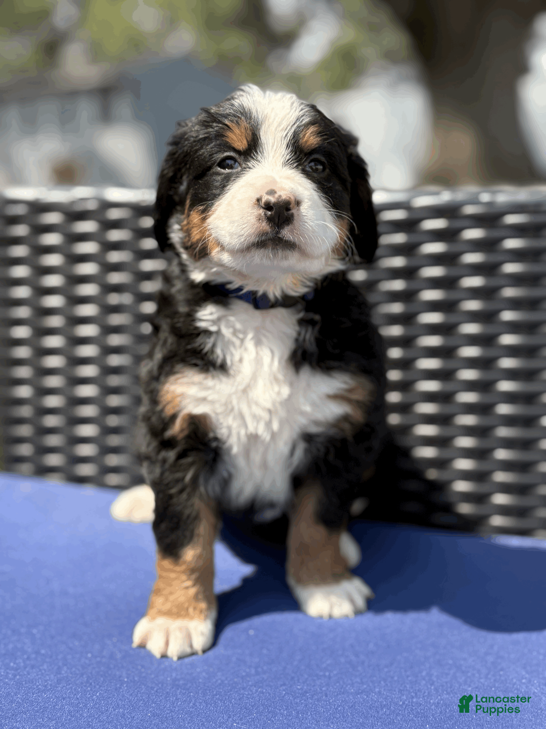 Bernese Mountain Dog dogs for sale: Cleander  - Ad 1