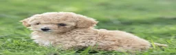 Maltipoo dogs for sale: Minnie Maltipoo  - Ad 7