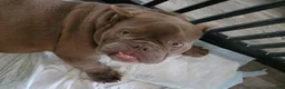 American Bully dogs for sale: Dante - Ad 2