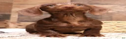 Miniature Dachshund dogs for sale: Wright chocolate wirehair - Ad 3