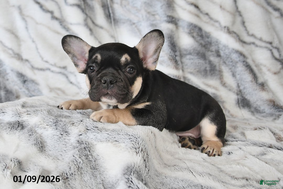 French Bulldog dogs for sale: Mike - Ad 1