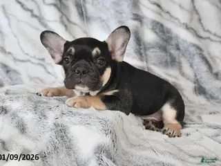 French Bulldog dogs Mike - Ad 37