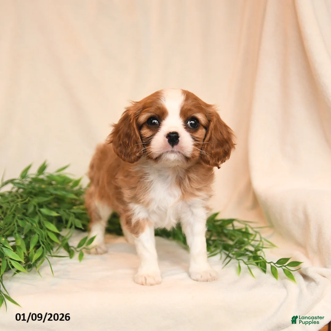 Cavalier King Charles Spaniel dogs for sale: Everett - Ad 3