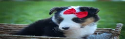 Mixed Breed dogs for sale: Goose🐾 - Ad 10