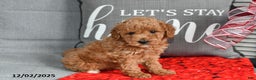 Toy Poodle dogs for sale: Poinsetta - Ad 1