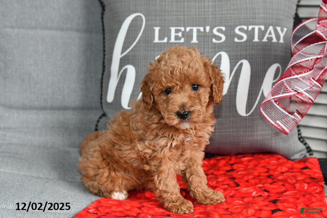 Toy Poodle dogs for sale: Poinsetta - Ad 1