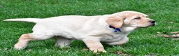 Labrador Retriever dogs for sale: Blaze - Ad 5