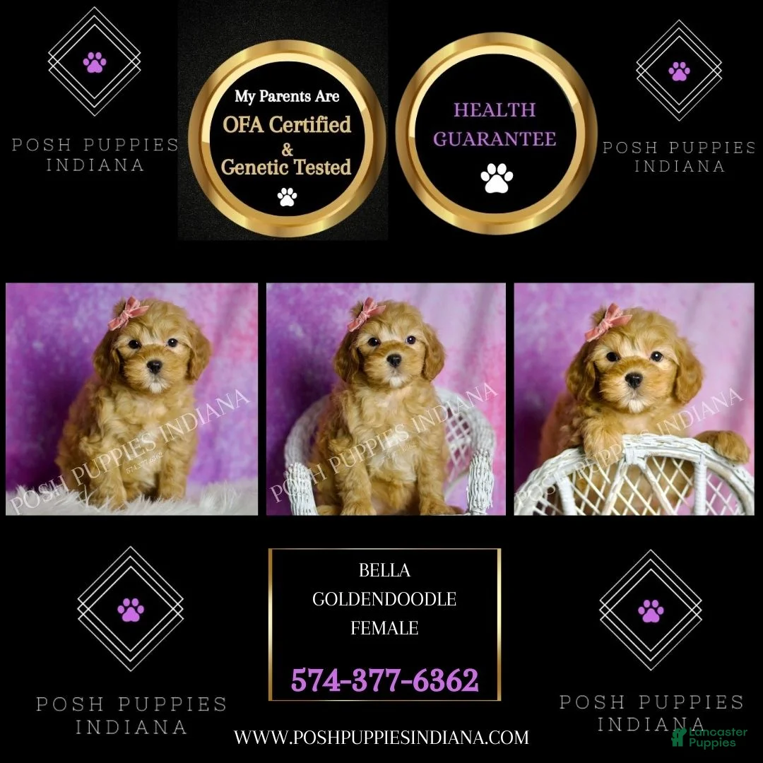 Mini Goldendoodle dogs for sale: Bella - Ad 2