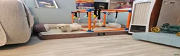 Morkie dogs for sale: Morkie 1 - Ad 7