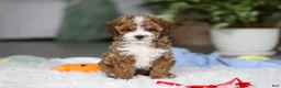 Cavapoo dogs for sale: Theo - Ad 6