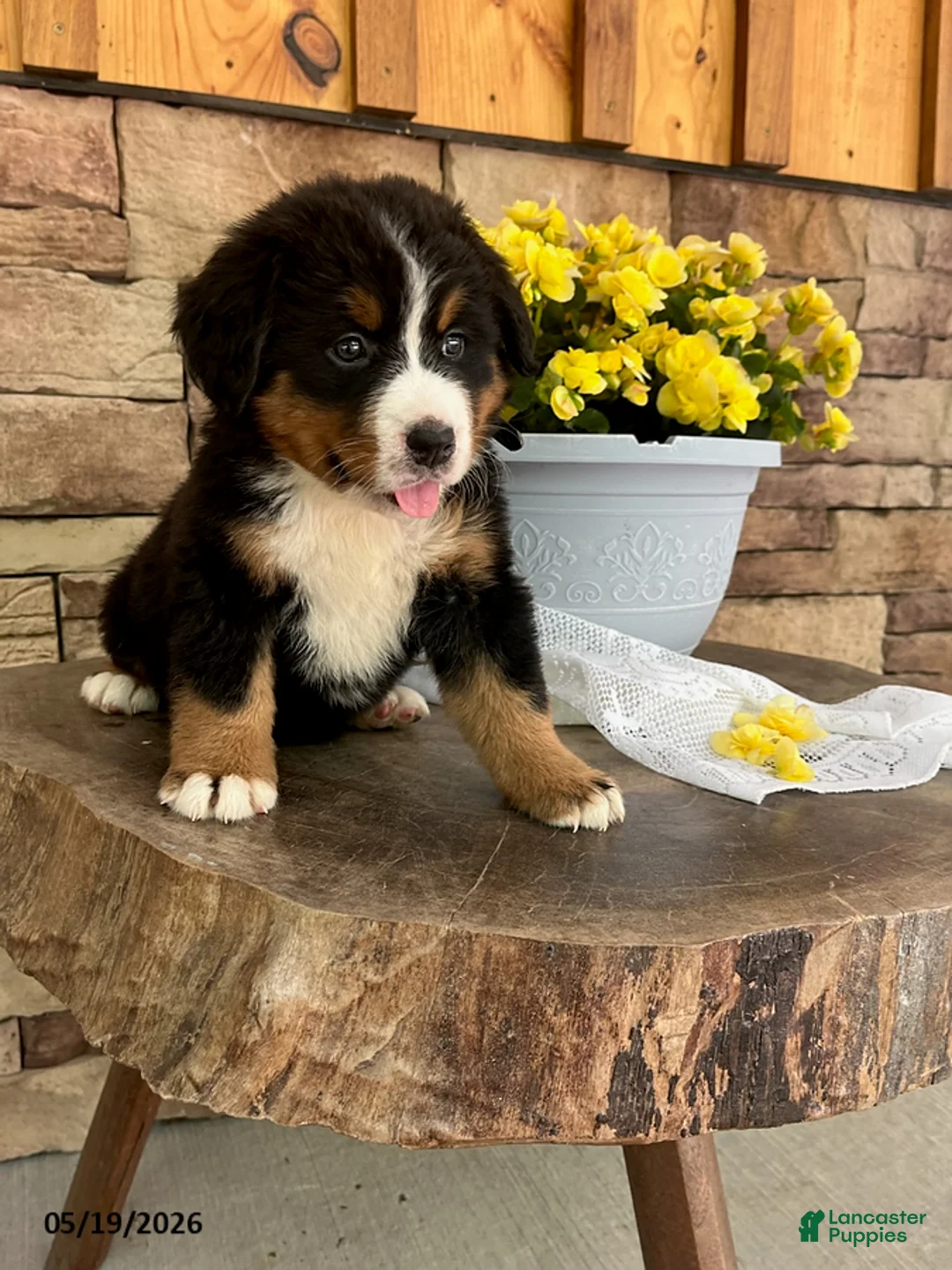Bernese Mountain Dog dogs for sale: Candy - Ad 1