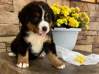 Bernese Mountain Dog dogs for sale: Candy - Ad 1