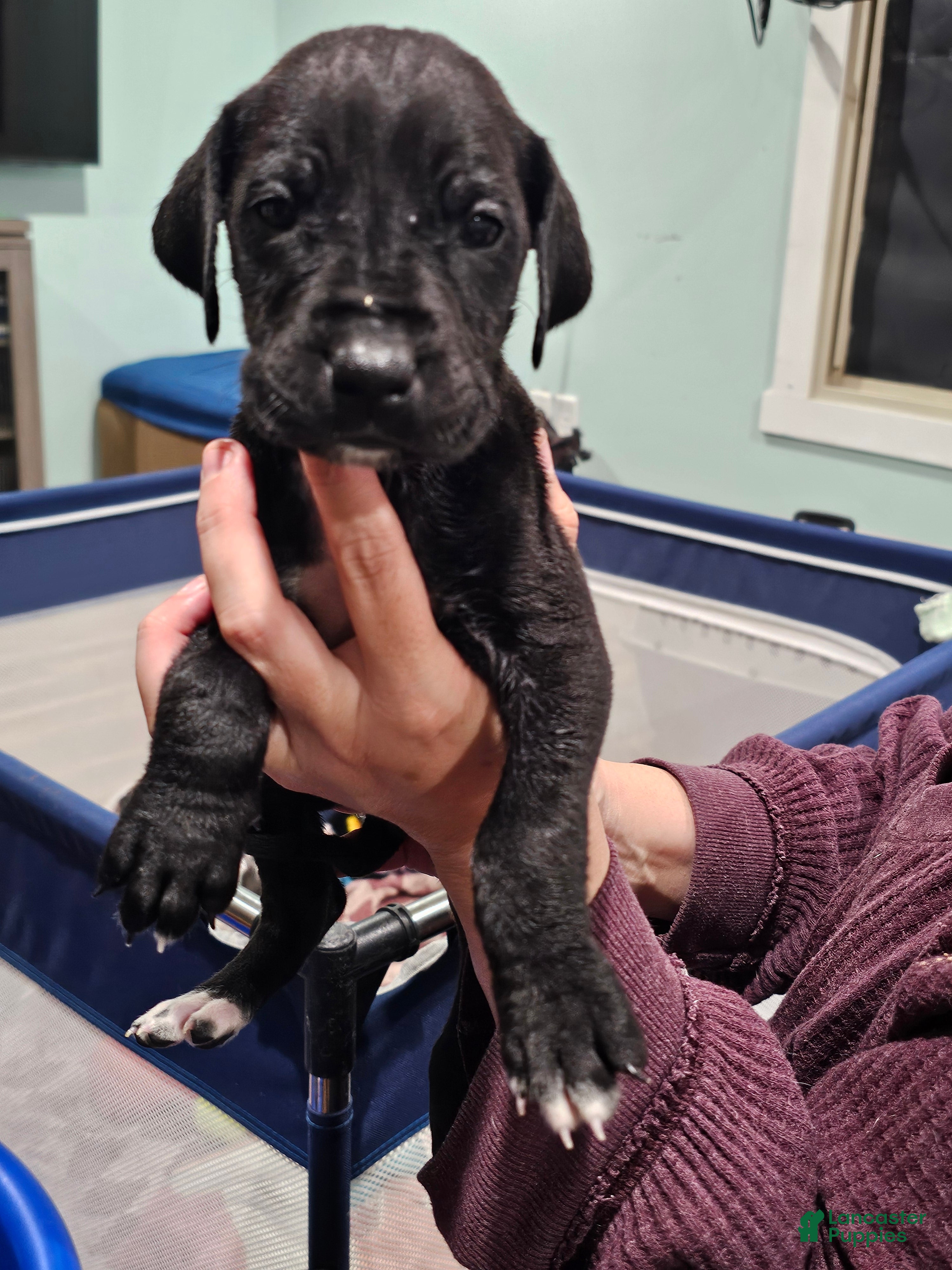 Great Dane dogs Black - Ad 2
