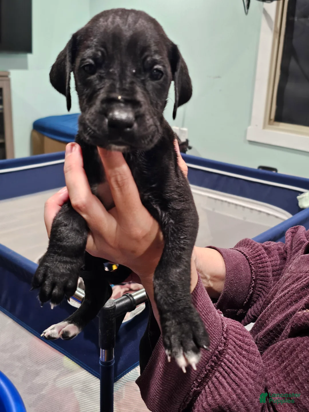 Great Dane dogs for sale: Black - Ad 2