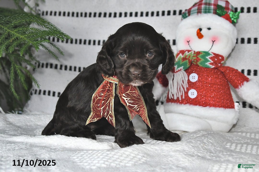 Cocker Spaniel dogs for sale: Holly - Ad 9