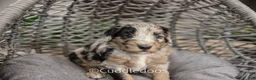 Sheepadoodle dogs for sale: Lotus - Ad 4