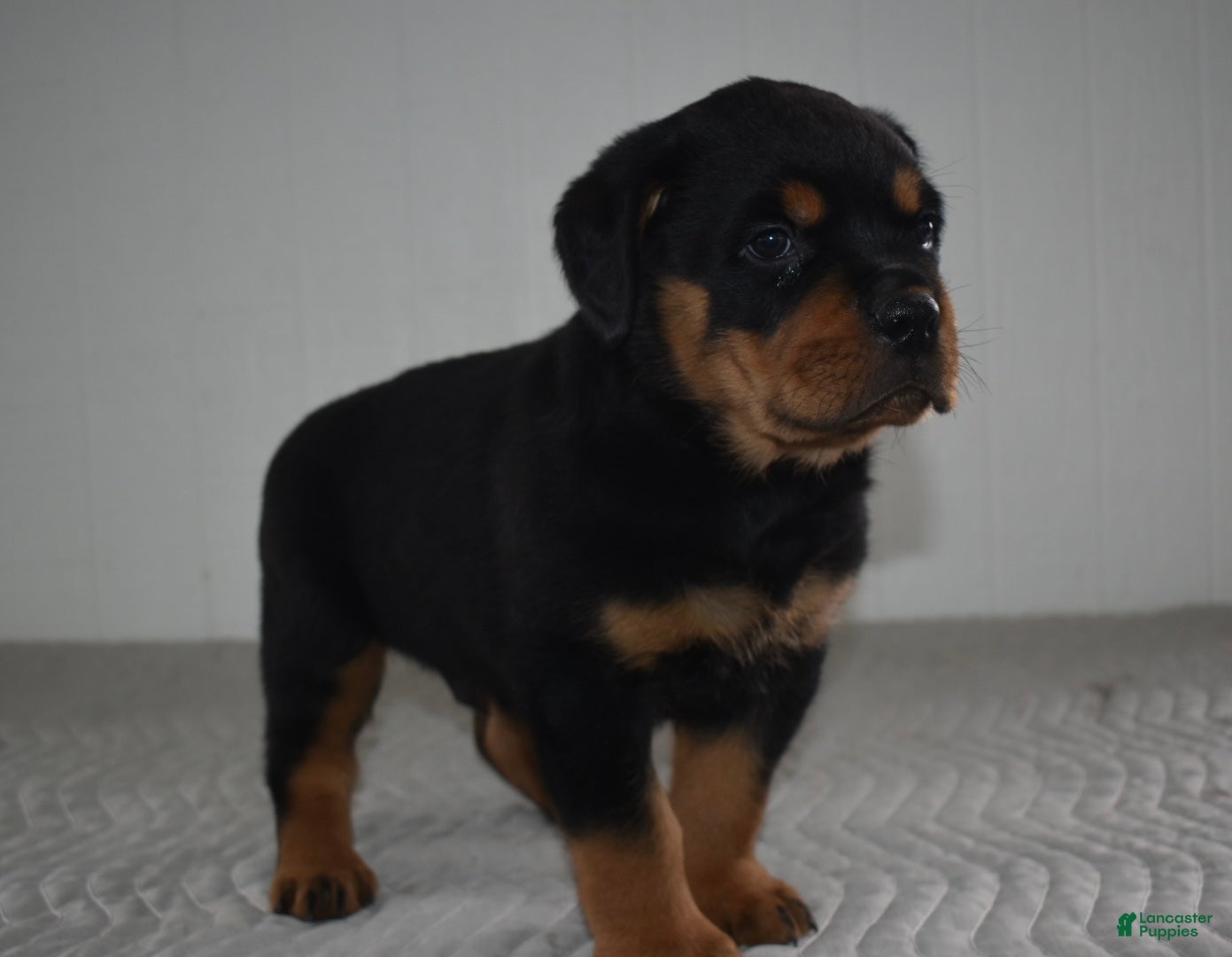Rottweiler dogs Russell - Ad 2