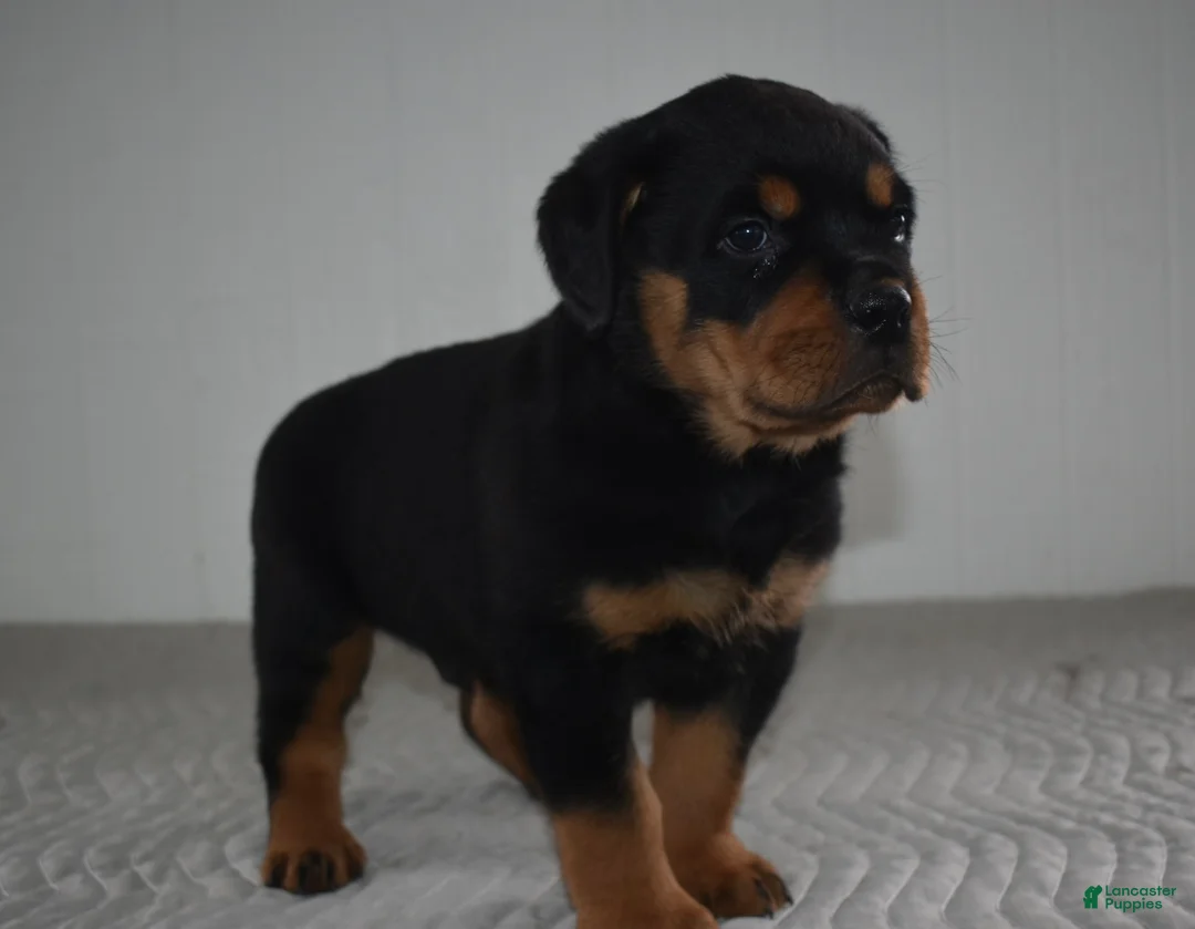 Rottweiler dogs for sale: Russell - Ad 2