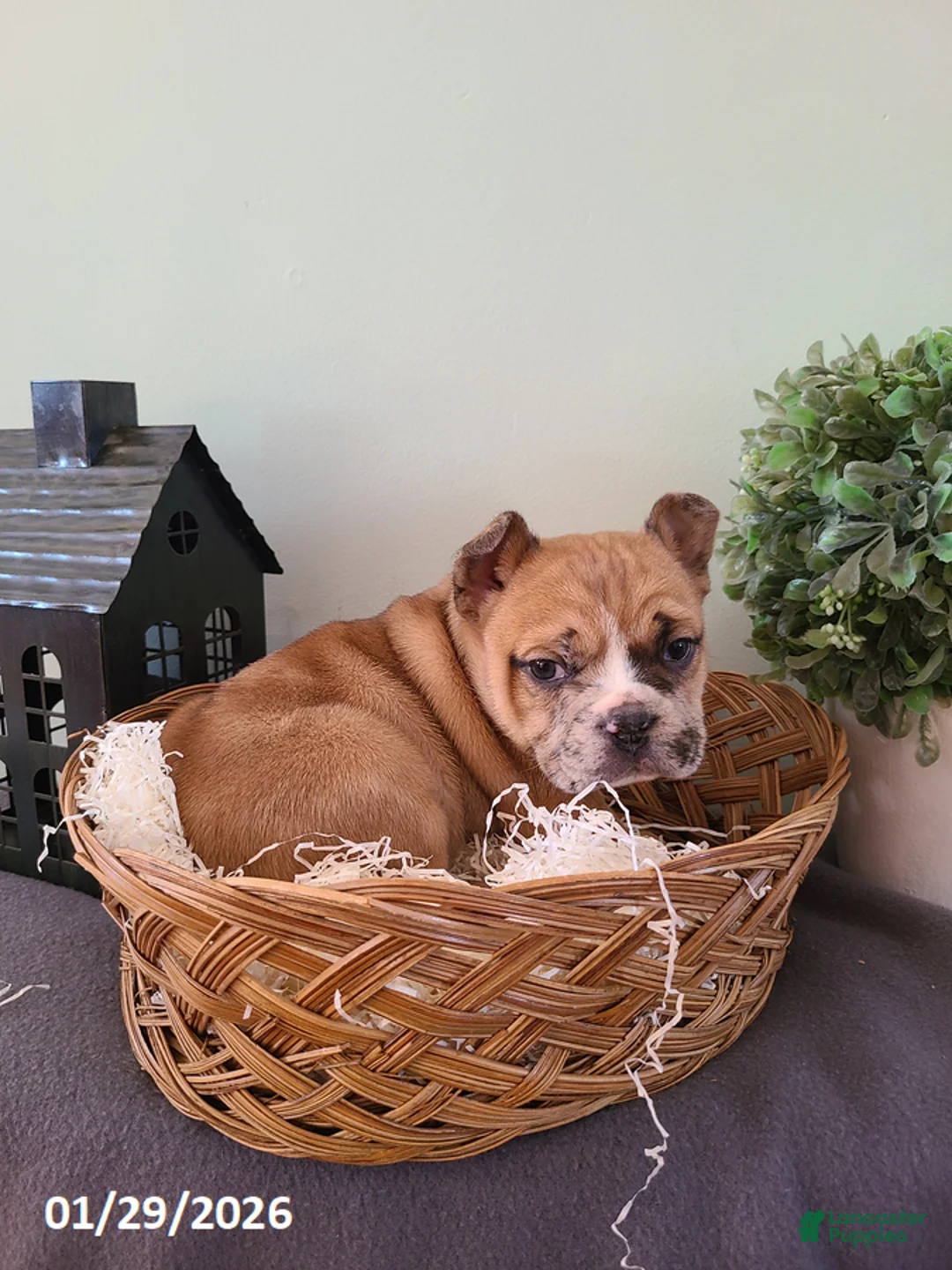 Mixed Breed dogs for sale: Milo - Ad 4