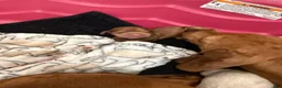 Miniature Dachshund dogs for sale: Miniature Dachshund Puppy 1 - Ad 7