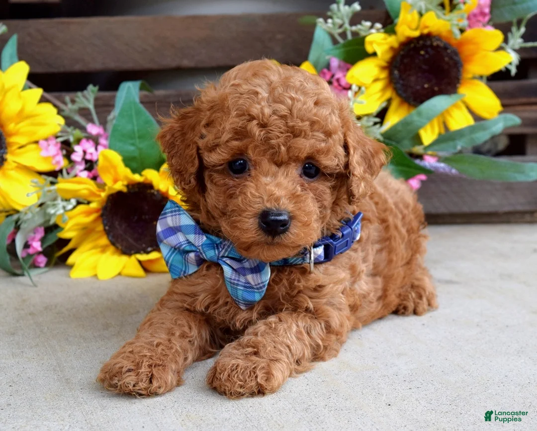 Mixed Breed dogs for sale: Peter - Ad 2