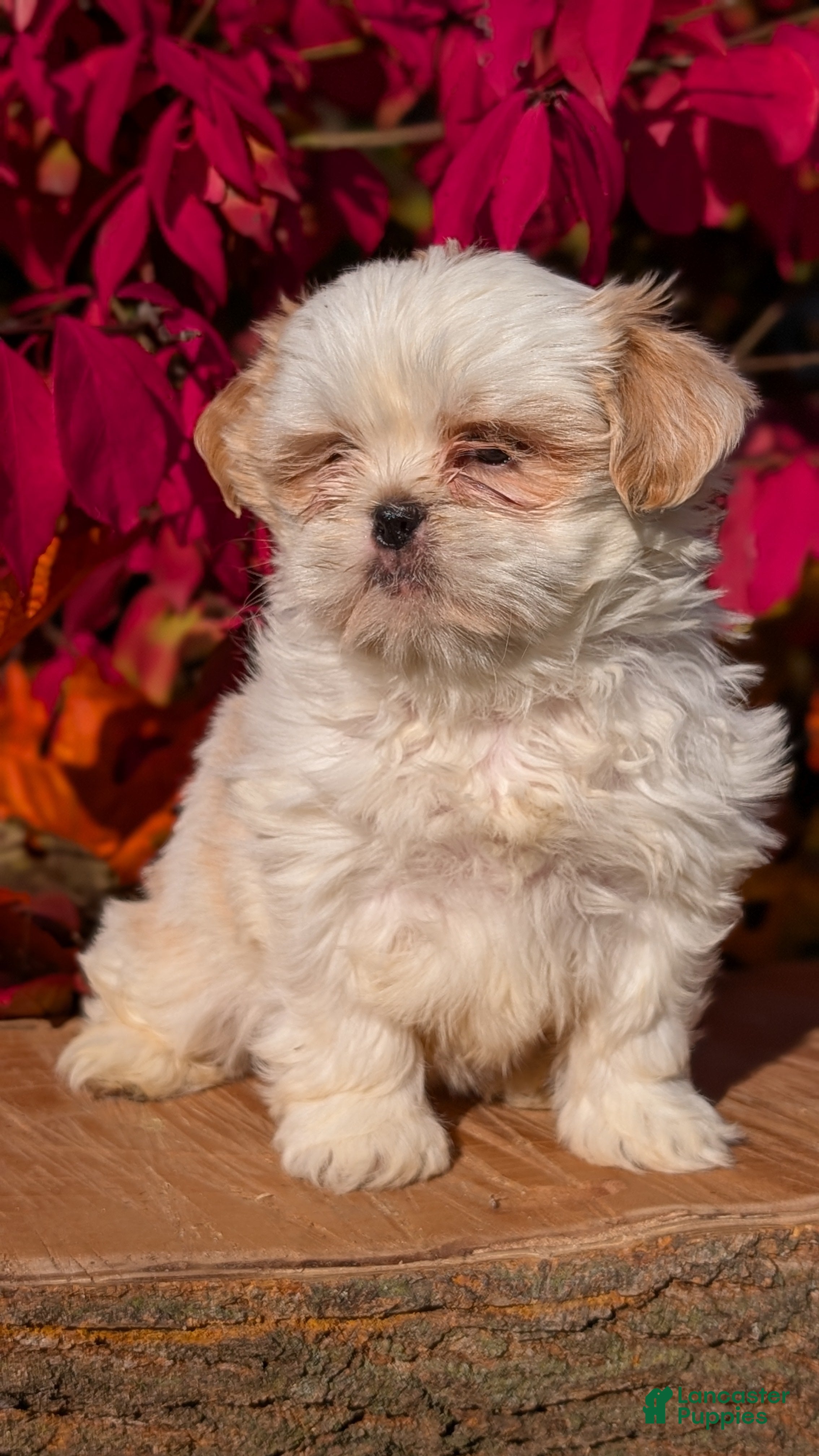 Shih Tzu Puppies for sale Lancaster Puppies