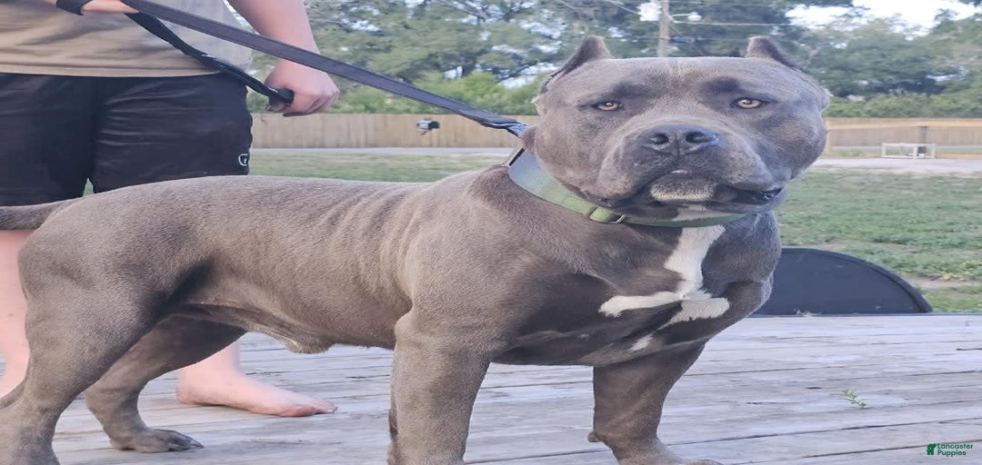 Gallery Image {{count}}