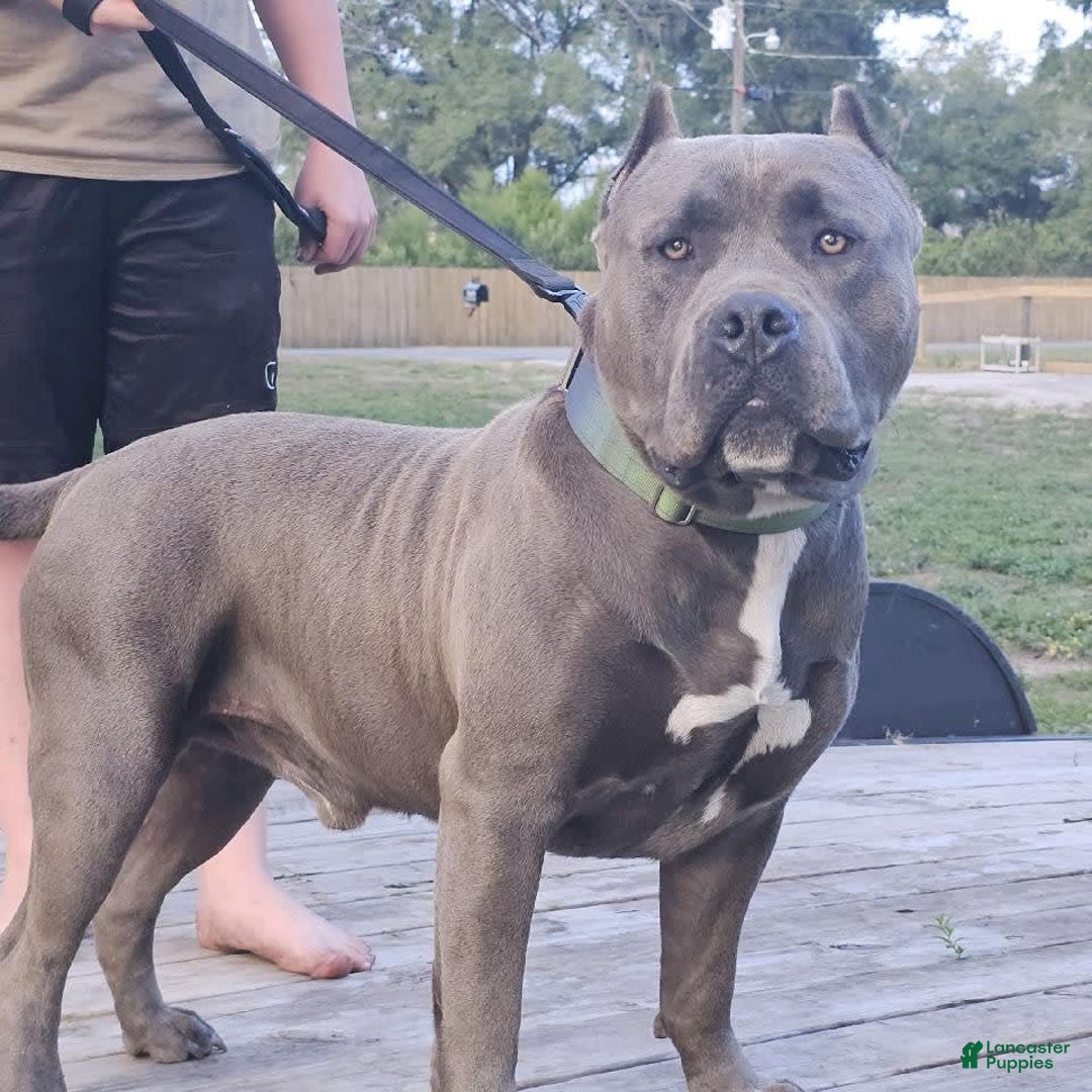 Gallery Image {{count}}