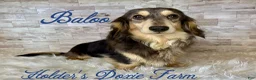 Miniature Dachshund dogs for sale: Haven - Ad 6