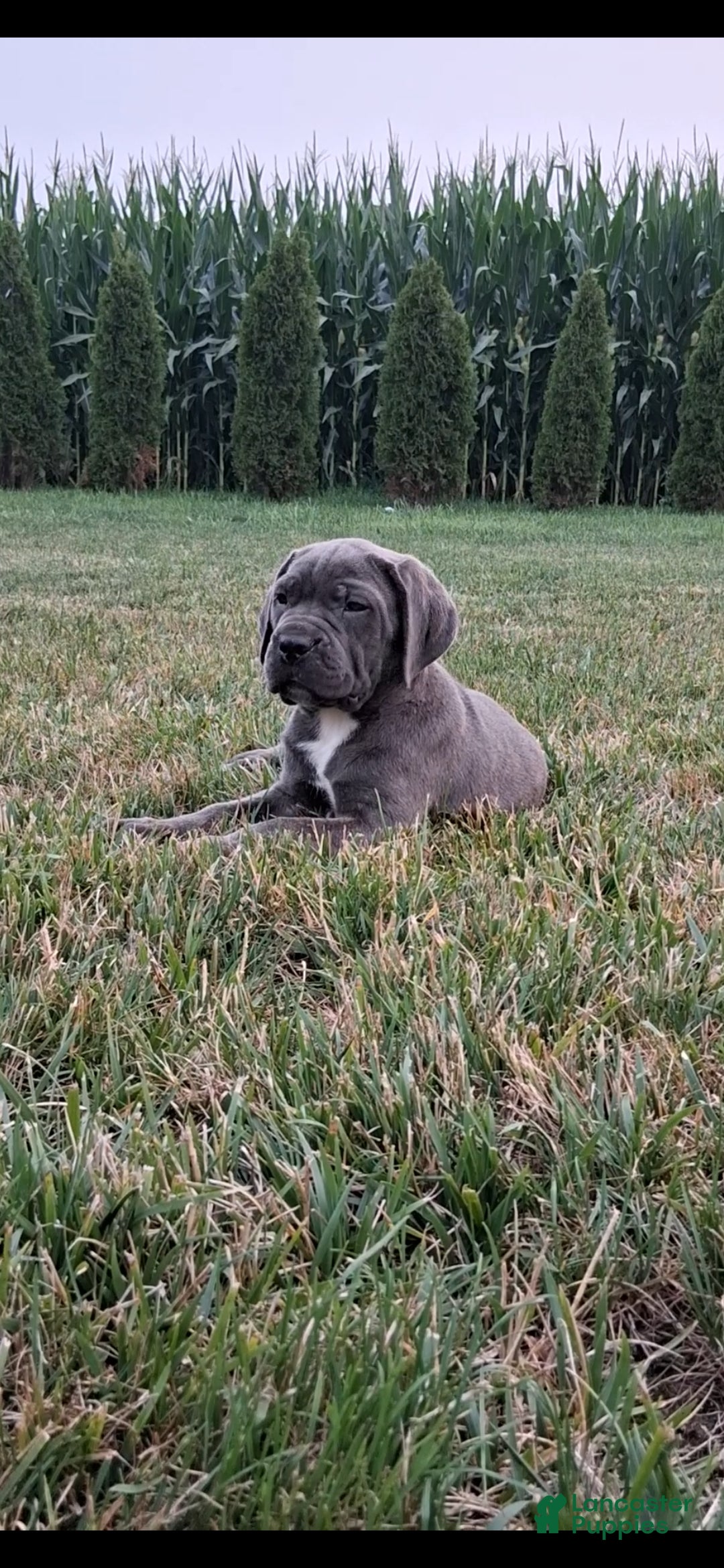 Cane Corso dogs Charlie  - Ad 1