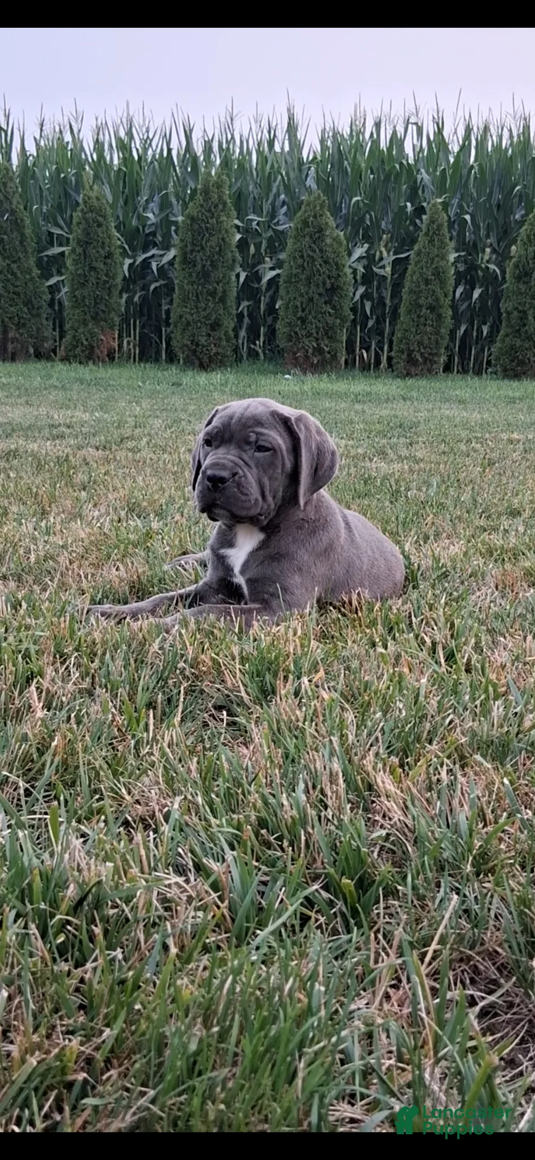 Cane Corso dogs for sale: Charlie  - Ad 1