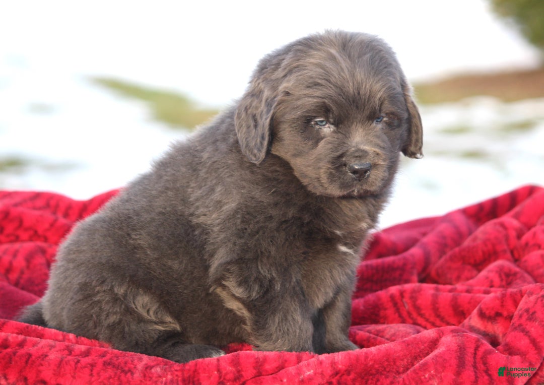 Newfoundland dogs for sale: Trey - Ad 2