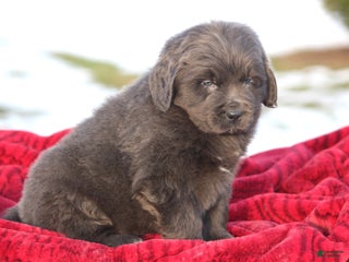 Newfoundland dogs Trey - Ad 26