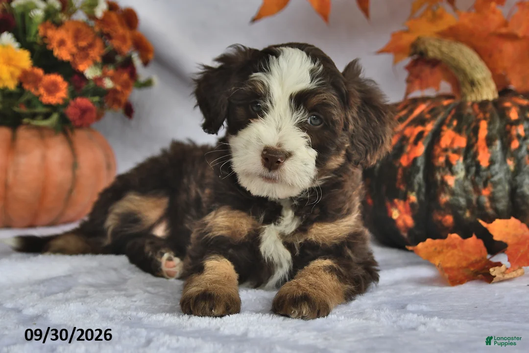 Bernedoodle dogs for sale: Jewel - Ad 1