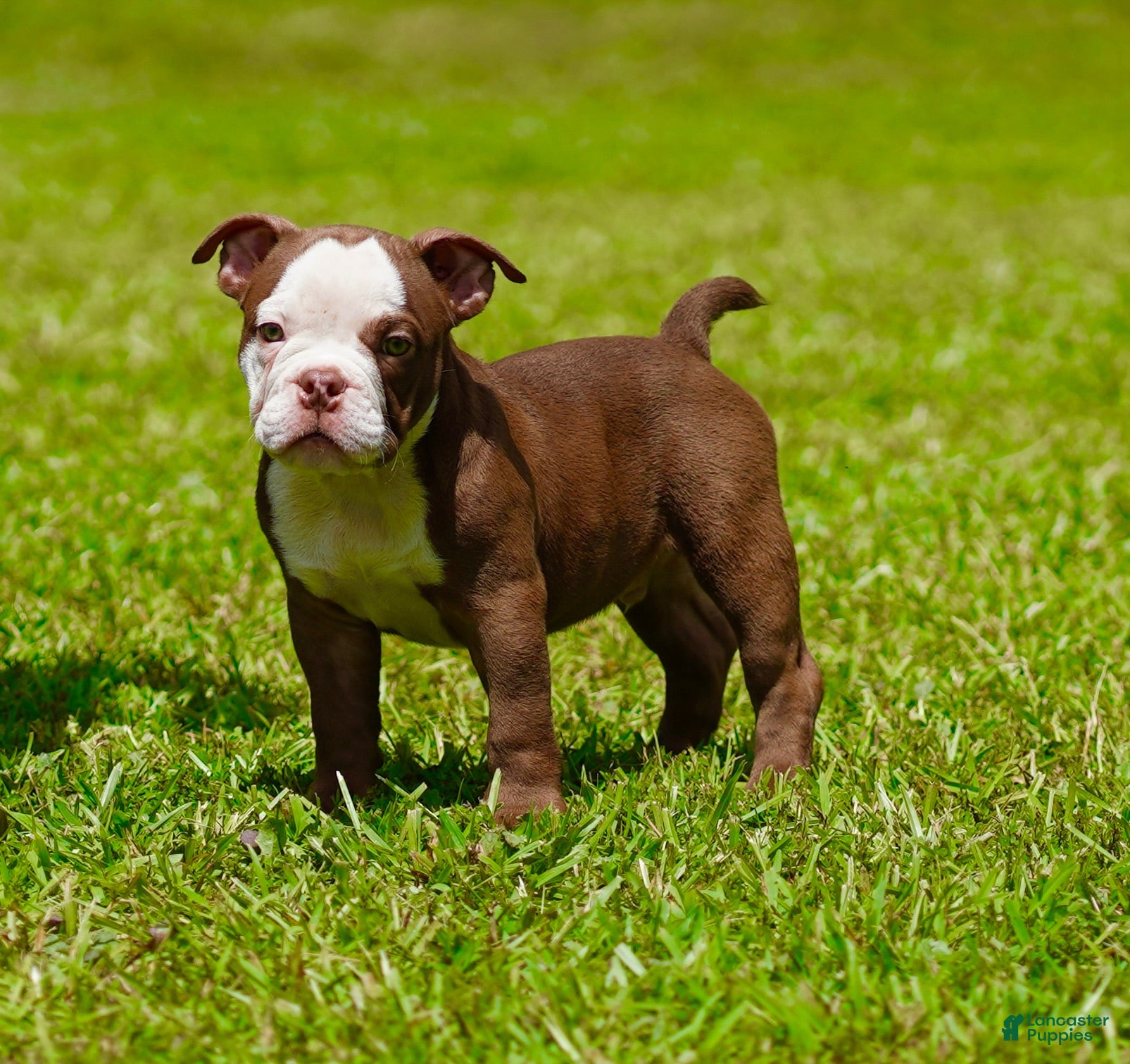 American Bully dogs American Bully 3 - Ad 22