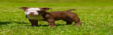 American Bully 3