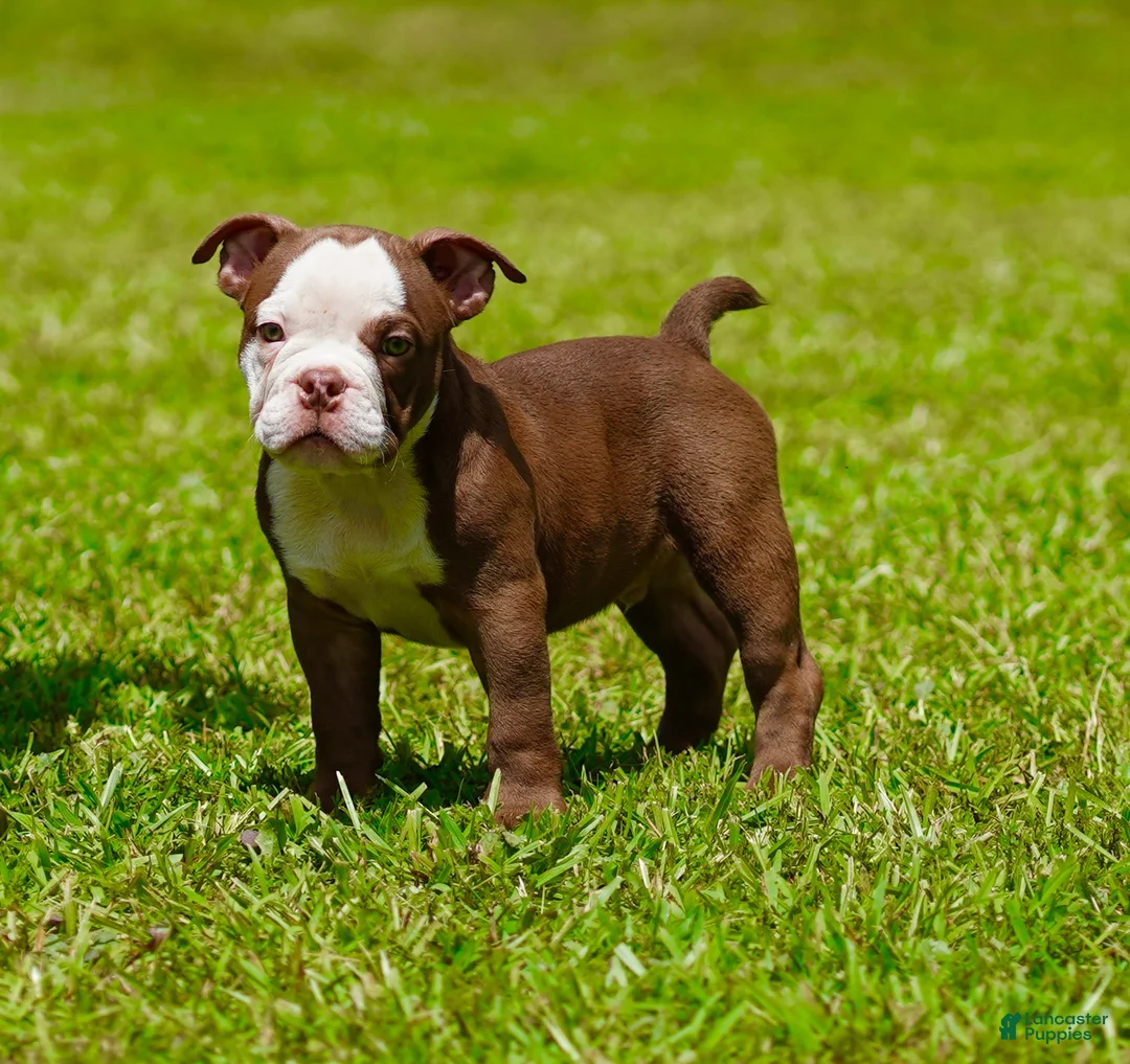 American Bully dogs for sale: American Bully 3 - Ad 1