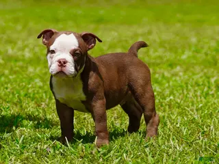 American Bully dogs American Bully 3 - Ad 22