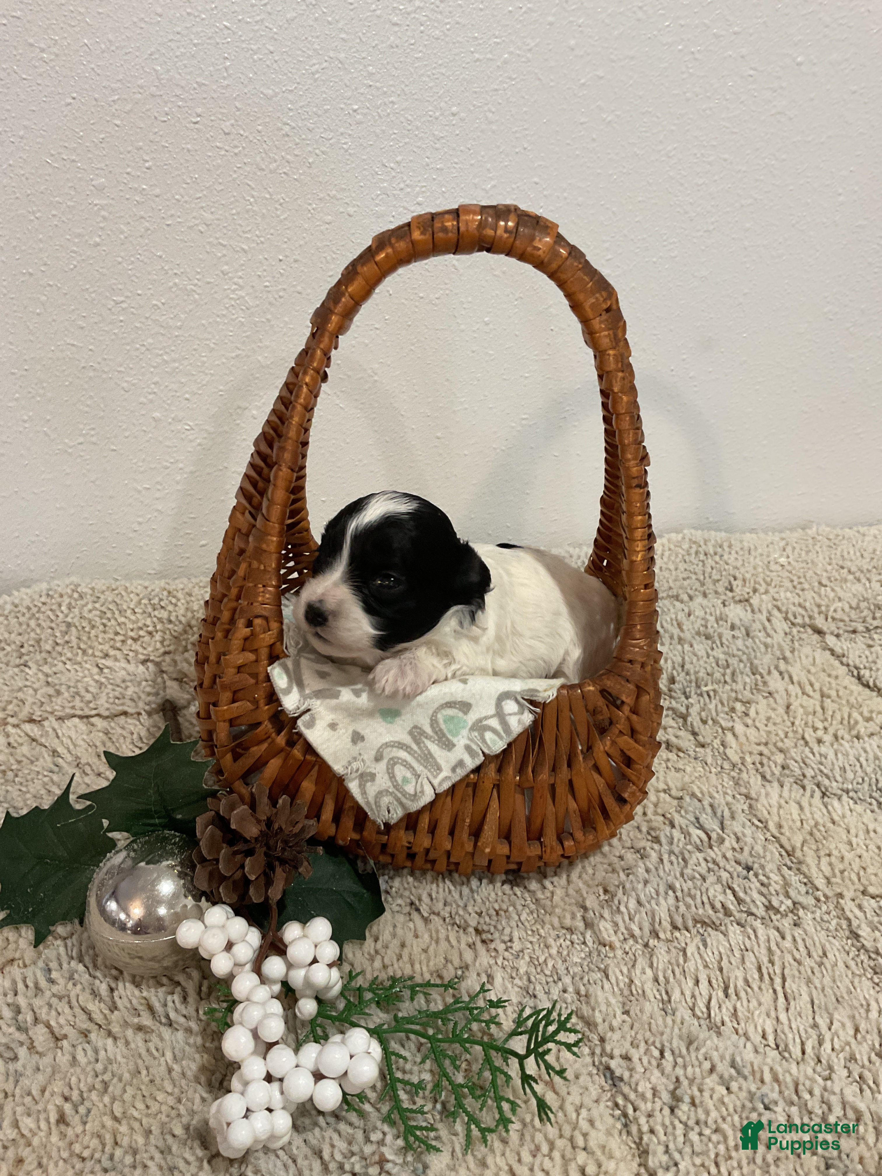 Maltipoo dogs HOLLY - Ad 41