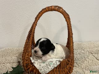 Maltipoo dogs for sale: HOLLY - Ad 3