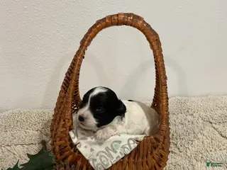 Maltipoo dogs HOLLY - Ad 23