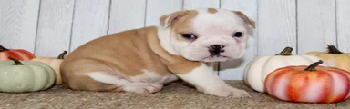 Gigi Female English Bulldog