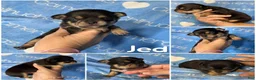 Chihuahua dogs for sale: Jed Short Coat - Ad 3